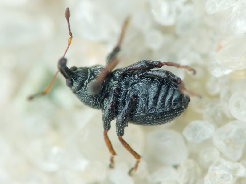 Anthonomus (Anthonomidius) rubripes Gyilenhal., 1835